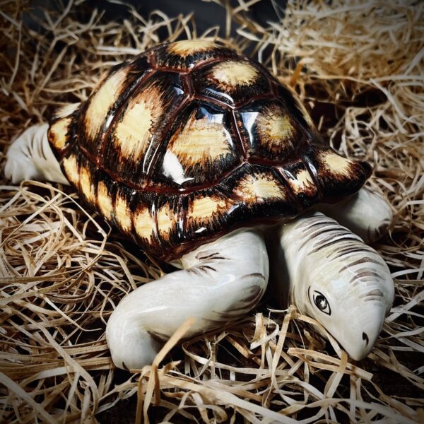 Tortue d'Hermann