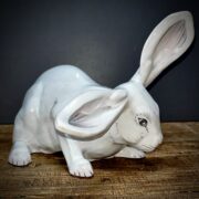 Lapin blanc grandes oreilles