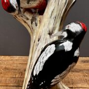 Couple de pics épeiches