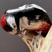 Couple de pics épeiches